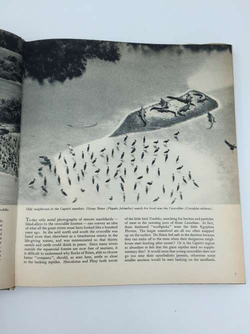 African Wildlife by Recdelberger and Groschoff | 250 Nature Photographs