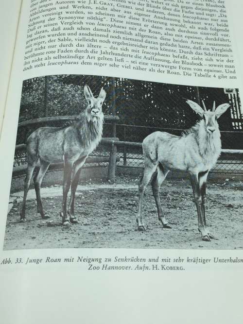 Der Blaubock Hippotragus Leucophaeus by Dr Erna Mohr | Pallas 1766 | German
