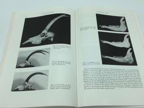 Der Blaubock Hippotragus Leucophaeus by Dr Erna Mohr | Pallas 1766 | German
