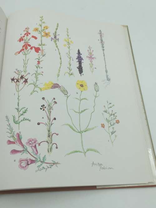 Transvaal Wild Flowers - Gerrit Germishuizen & Anita Fabian | Good First Edition