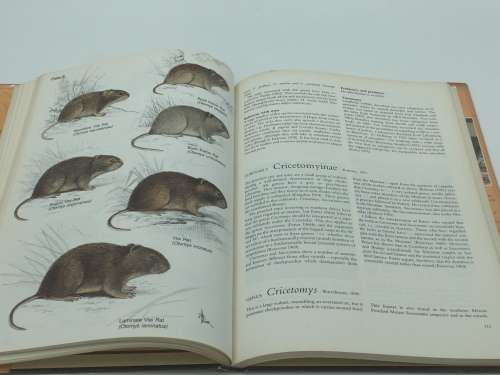 The Rodents of Southern Africa -  G de Graaff