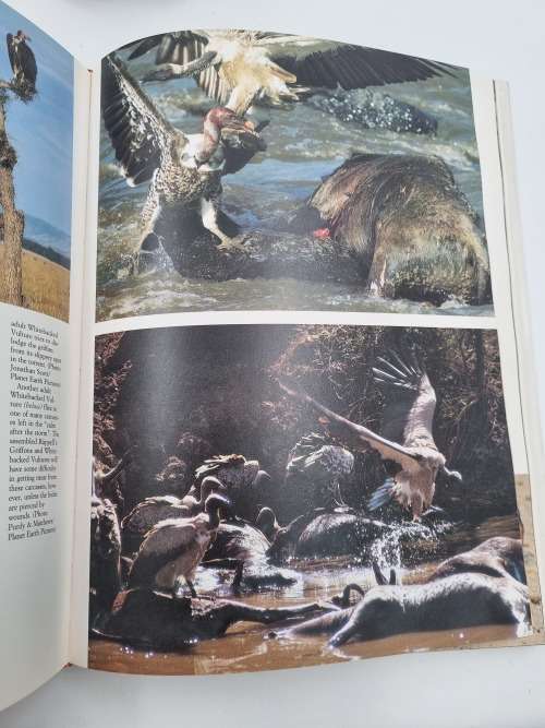 The Vultures of Africa by Peter Mundy, Duncan Butchart, John Ledger and Steven Piper
