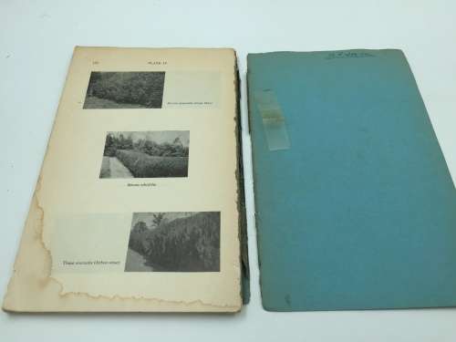 Tree-planting in South Africa by NL King 1952 | Poor Condition