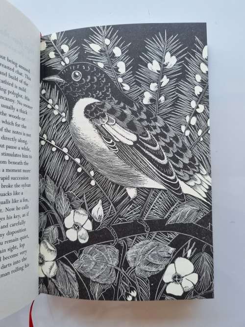 Birds an Anthology by Jaqueline Mitchell and Eric Fitch Daglish