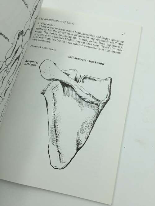 Human Bones in Archaeology by  Ann Stirland
