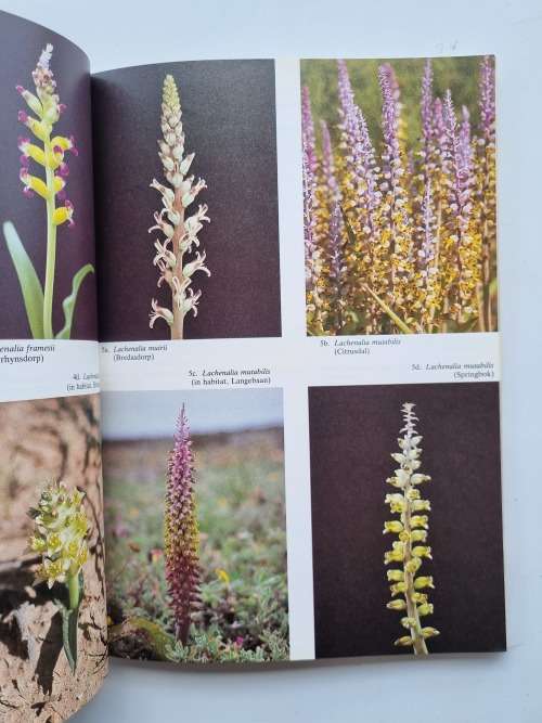 The Lachenalia Handbook by G D Duncan