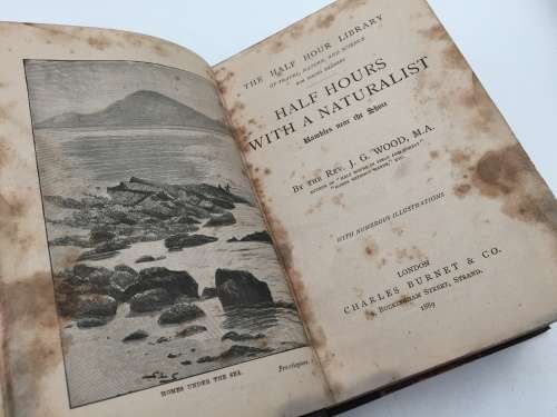 Half Hours with a Naturalist Rambles Near the Shore by Rev Wood 1889