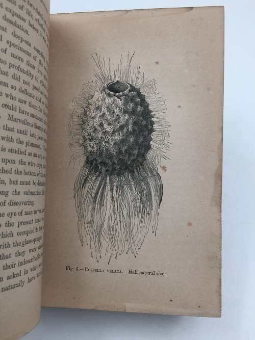 Half Hours with a Naturalist Rambles Near the Shore by Rev Wood 1889