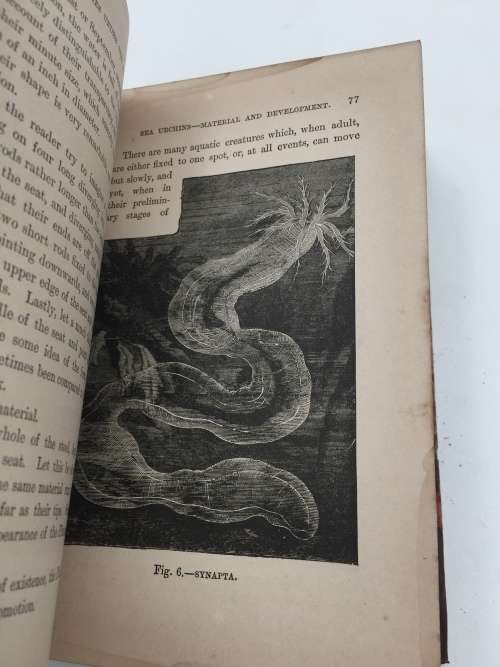 Half Hours with a Naturalist Rambles Near the Shore by Rev Wood 1889