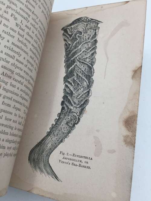 Half Hours with a Naturalist Rambles Near the Shore by Rev Wood 1889