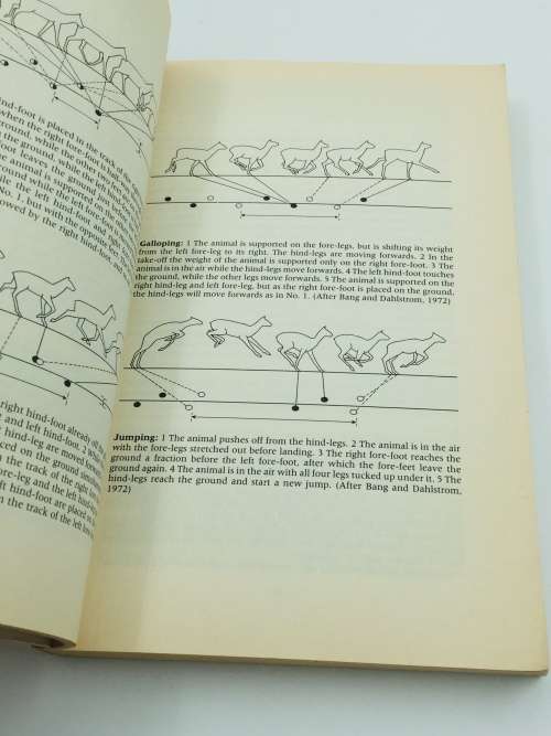 A Field Guide to the Animal Tracks of Southern Africa ~ Louis Liebenberg | Scarce