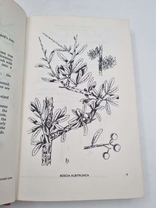 Trees and Shrubs of the Witwatersrand - Barbra Jeppe | An Illustrated Guide