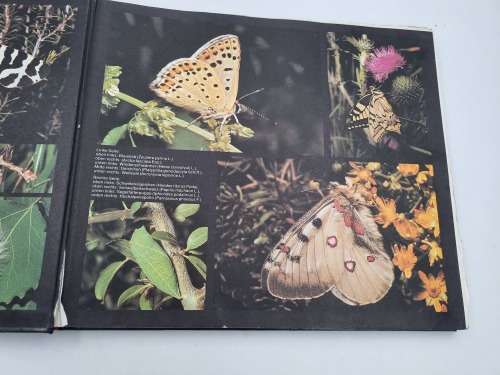 Zauberwelt Der Schmetterlinge | The Magic of Butterflies | Papillons | 3 Languages