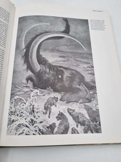 Elephants - Dan Freeman | The Vanishing Giants