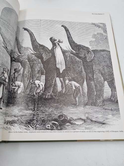Elephants - Dan Freeman | The Vanishing Giants