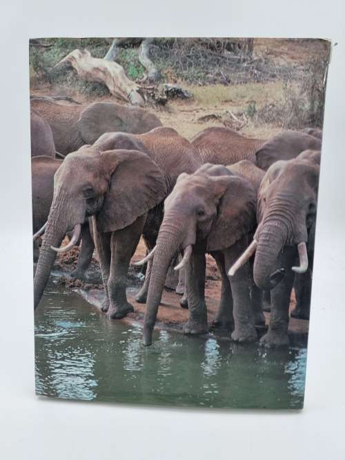 Elephants - Dan Freeman | The Vanishing Giants