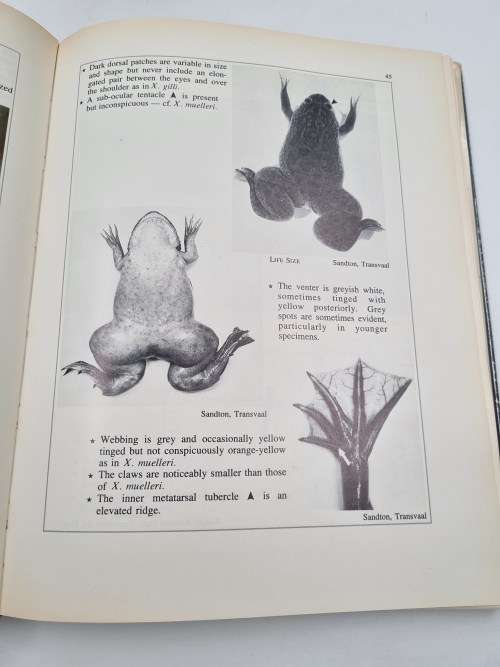 South African Frogs by Passmore and Carruthers