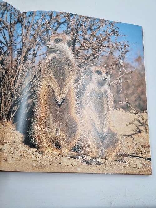 Meerkats by Nigel Dennis and David MacDonald | First Edition with great photographs