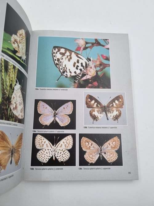 Field Guide to the Butterflies of Southern Africa -  Ivor Migdoll | Over 620 Photographs