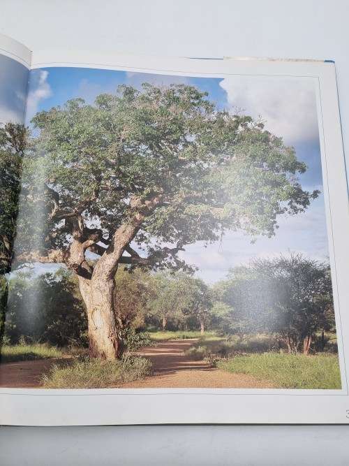 Bushveld Trees - Malcolm Funston | Lifeblood of the Transvaal Lowveld