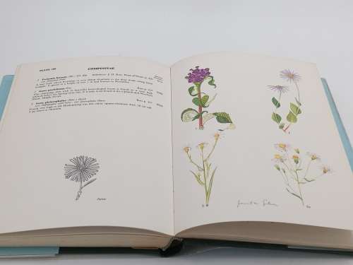 Wild Flowers of Natal by Janet M Gibson | Inland Region