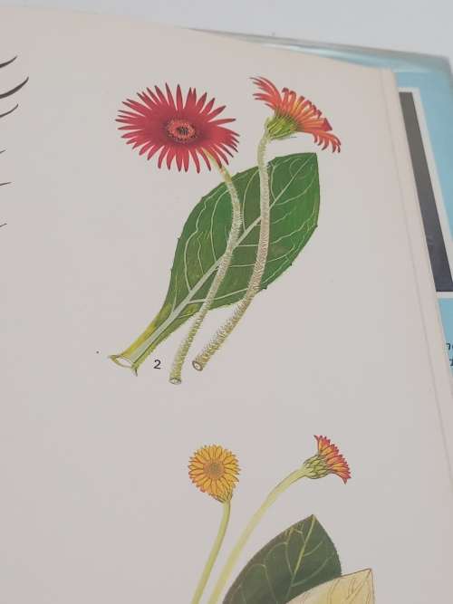 Wild Flowers of Natal by Janet M Gibson | Inland Region