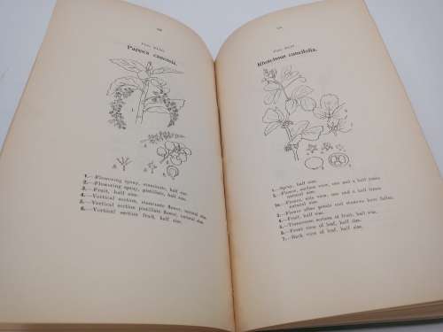Some Trees, Shrubs and Lianes of Southern Rhodesia by EC Steedman | Rhodesiana