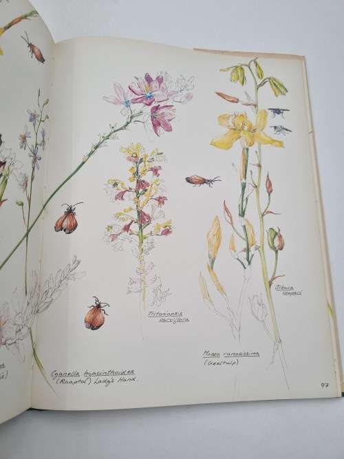 A Fynbos Year - Liz McMahon and Michael Fraser