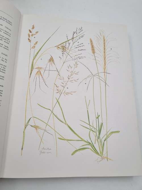 Transvaal Wild Flowers - Sighed by Anita Fabian