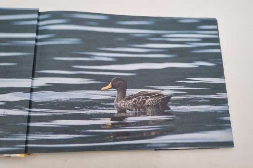 Natural Diversity of the Cape Peninsula by Stephan Wolfart