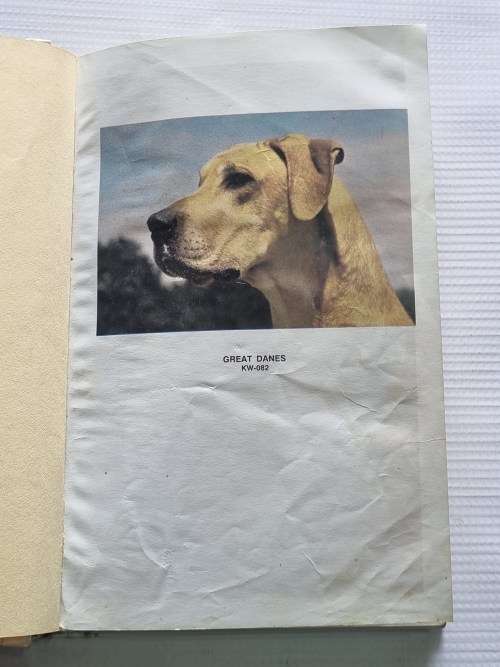 Great Danes - Diane McCarty