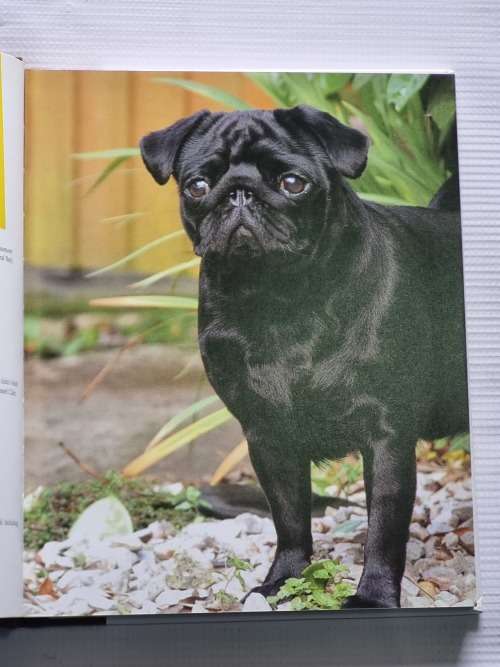 The Pug - Nancy Tarbitt