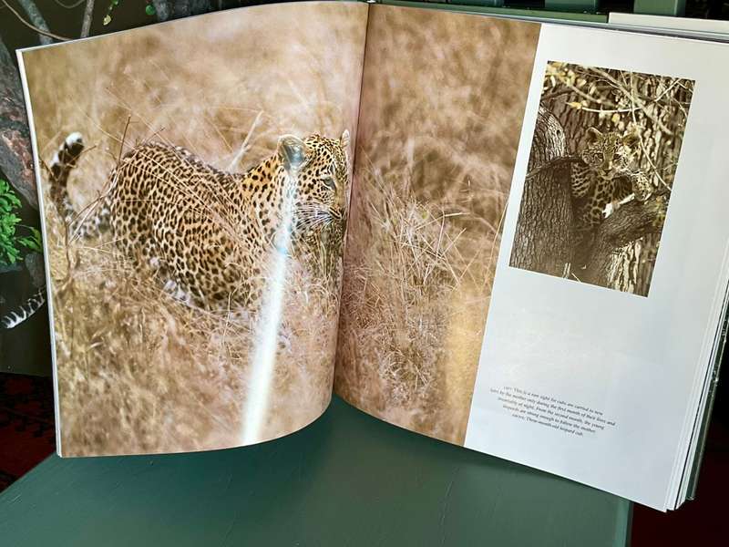 The Leopards of Londolozi by Lex Hes