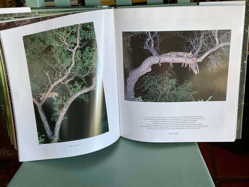 The Leopards of Londolozi by Lex Hes