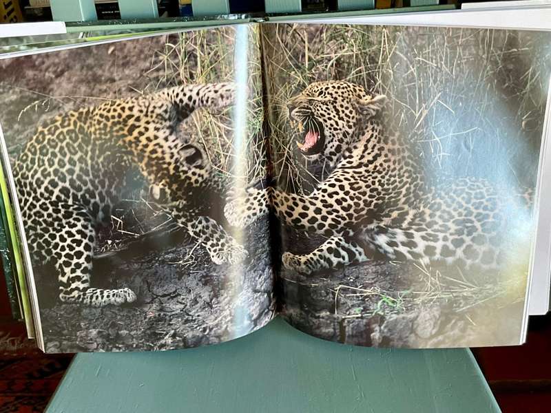 The Leopards of Londolozi by Lex Hes