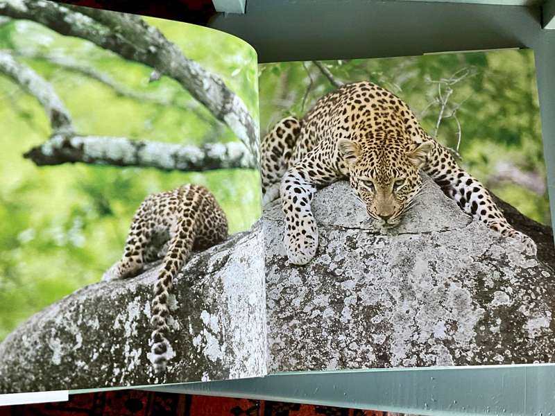 The Leopards of Londolozi by Lex Hes