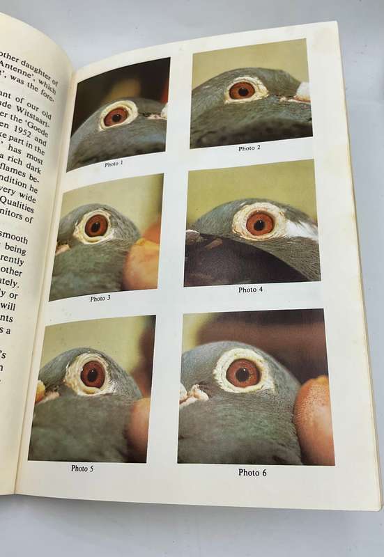 The Eyes and Other Guides to Success: Assessing the quality of a pigeon ~ John Lambrechts