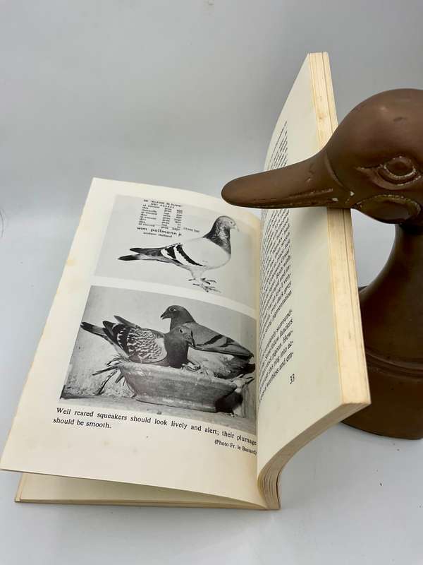 The Eyes and Other Guides to Success: Assessing the quality of a pigeon ~ John Lambrechts