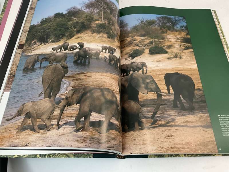 The Lions and Elephants of the Chobe: Botswana by Bruce Aiken - Signed Collectors Edition