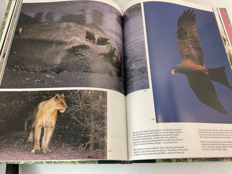 The Lions and Elephants of the Chobe: Botswana by Bruce Aiken - Signed Collectors Edition