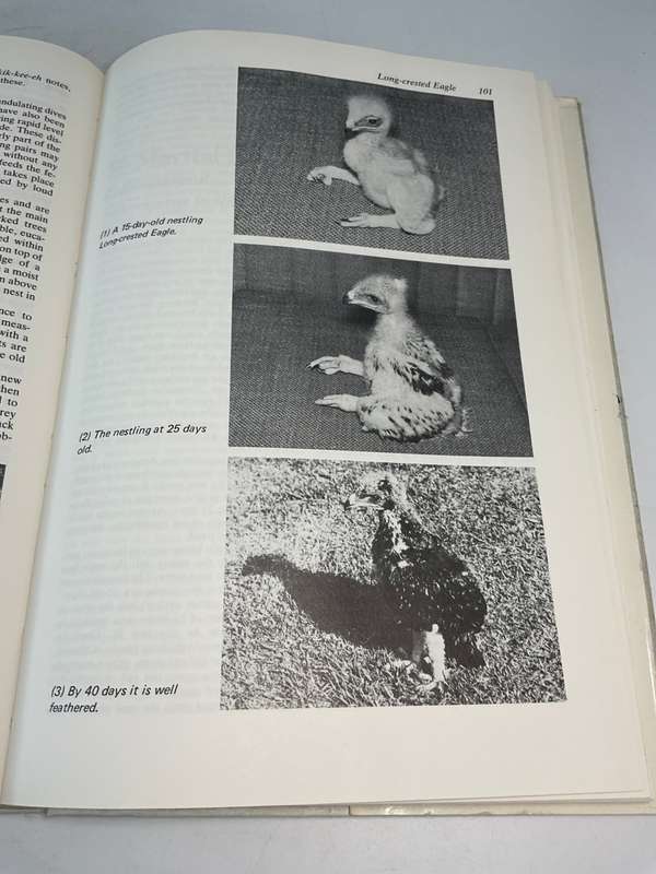 Birds of Prey of Southern Africa - Peter Steyn | Signed
