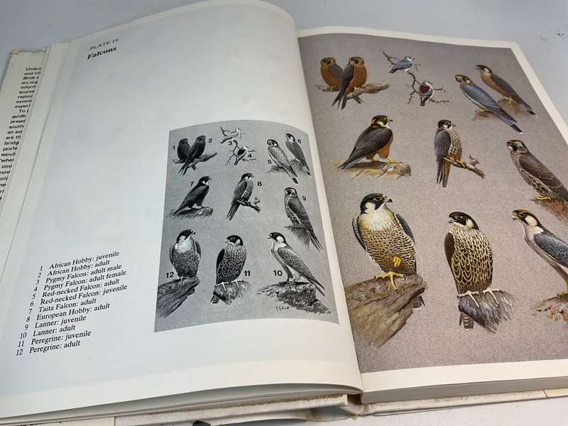 Birds of Prey of Southern Africa - Peter Steyn | Signed