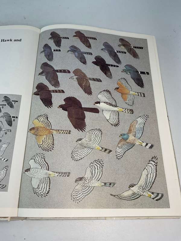 Birds of Prey of Southern Africa - Peter Steyn | Signed