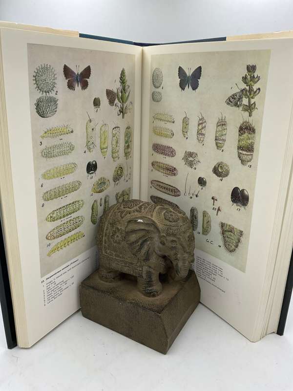 Life Histories of the South African Lycaenid Butterflies - Gowan C Clark & CGC Dickson