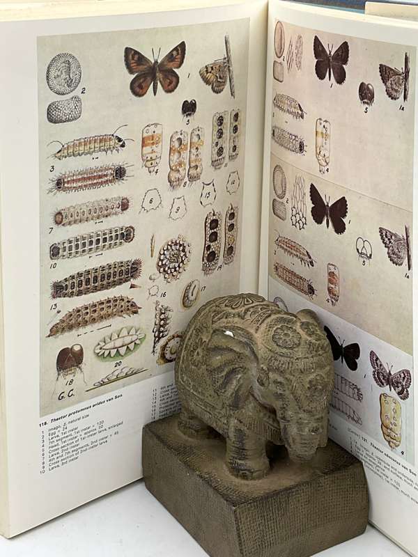 Life Histories of the South African Lycaenid Butterflies - Gowan C Clark & CGC Dickson