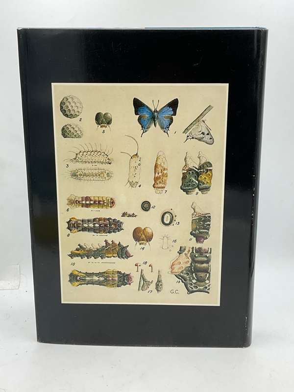 Life Histories of the South African Lycaenid Butterflies - Gowan C Clark & CGC Dickson