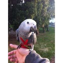 Bird Harness & Lease
