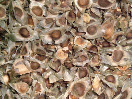 50 Moringa Oleifera "Drumstick Tree" seeds for sale
