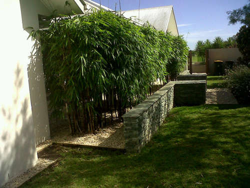 Giant Bamboo Black Asper plants for sale