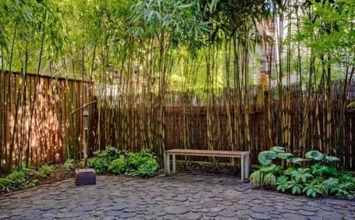 Giant Bamboo (B. balcooa) plants for sale